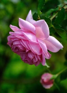 a pink flower is blooming on a tree branch with green leaves in the background