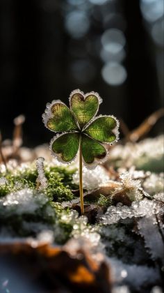 a four leaf clover is covered in ice and snow on a mossy surface with sunlight shining through the leaves