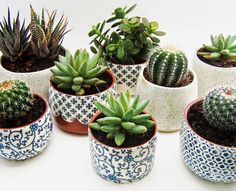 there are many different kinds of succulents in the pots