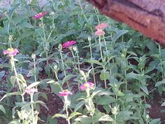 some pink flowers are growing in the dirt and plants have green leaves on them,