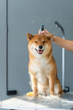 a dog sitting on top of a table being groomed by someone with a hair dryer