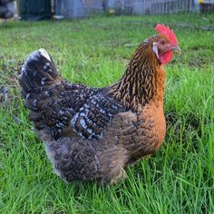 a brown and black chicken standing in the grass