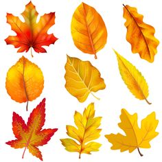 an assortment of autumn leaves on a white background