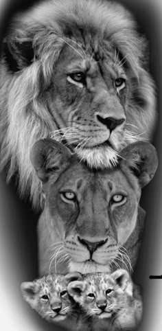 black and white photo of two lions with their heads on each other's shoulders