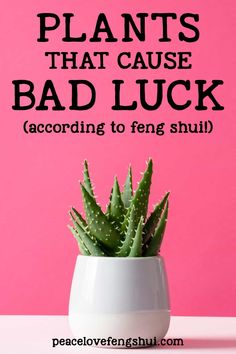 a cactus in a white pot with the words plants that cause bad luck according to feng