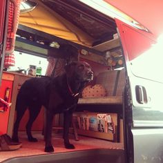 a black dog standing in the back of a van