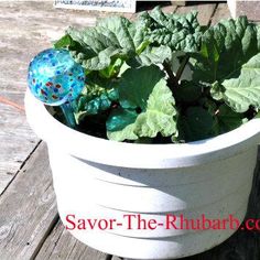 a potted plant sitting on top of a wooden table next to a blue glass ball