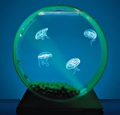 jellyfish swimming in an aquarium with green algae