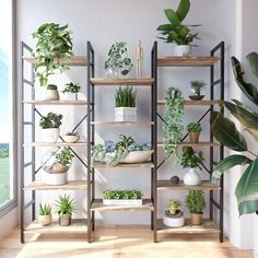 a room filled with lots of potted plants on shelves next to a large window