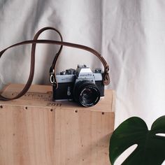 a camera sitting on top of a wooden box next to a green leafy plant