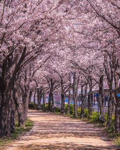 the trees are blooming all over the road