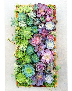 an arrangement of succulents and other plants are arranged in a rectangle