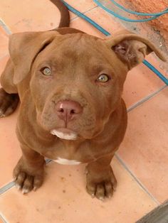 a brown dog sitting on top of a tile floor