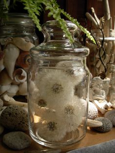 a glass jar filled with white flowers sitting on top of a table next to rocks