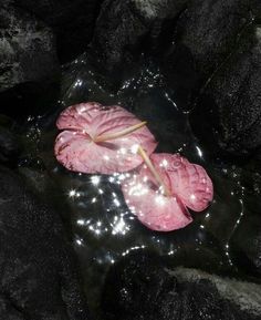 two pink flowers floating on top of black rocks