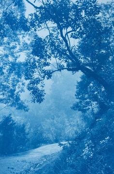 a bench sitting under a tree in the middle of a blue forest on a foggy day