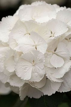 white flowers with green leaves in the background