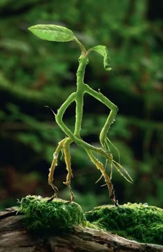 a green plant sprouting out of the ground with its arms and legs stretched out