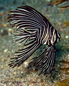 a black and white fish on the ocean floor