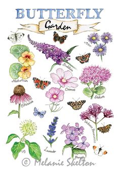 an illustration of butterflies and flowers with the words butterfly garden written on it's side