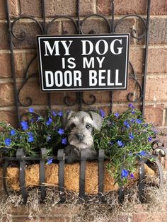 a dog is sitting in a window box with blue flowers and a sign that says, my dog is my door bell