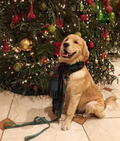 a dog wearing a scarf sitting in front of a christmas tree with ornaments on it