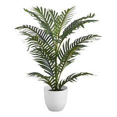 a plant in a white pot on a white background