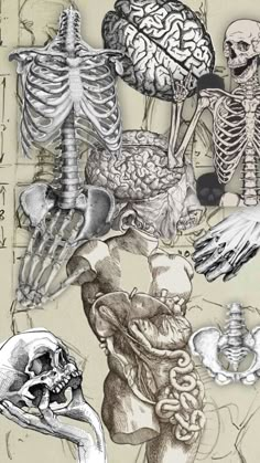 an image of the human body with many different types of bones and their major structures