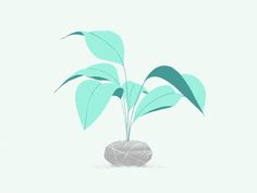 a potted plant with green leaves in it on a light blue and white background