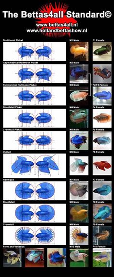 different types of beta fish and their names are shown in this poster, which shows the