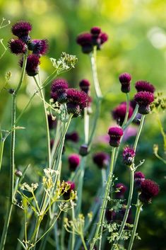 some purple flowers are growing in the grass