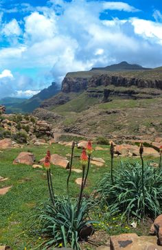 some very pretty flowers in the middle of a big grassy field with mountains in the background