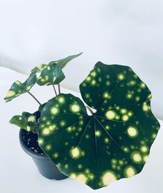 a potted plant with glowing lights on it's leaves is shown in front of a white background