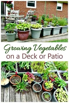 several potted plants on a deck with the words growing vegetables on a deck or patio