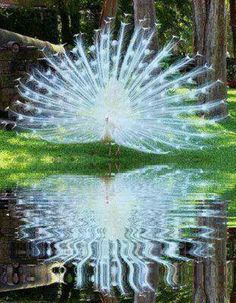 a peacock with its feathers spread out in front of the camera, reflecting it's reflection