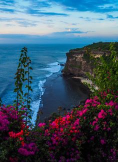 the ocean is full of pink flowers and green plants on the cliff side, with blue water in the background