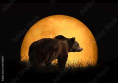 a brown bear standing on top of a grass covered field next to a large yellow moon