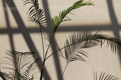 a palm tree casts a shadow on the wall