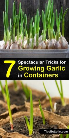 some green onions growing in soil with the words 7 spectacular tricks for growing garlic in containers