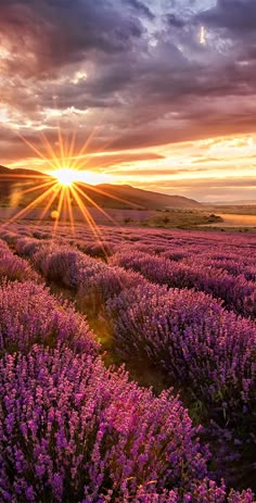 the sun is setting over a lavender field