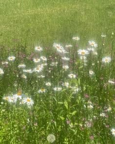 a field full of white daisies and purple flowers