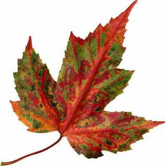 a red and green leaf with yellow spots