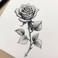 a drawing of a rose with leaves on the bottom and one flower in the middle