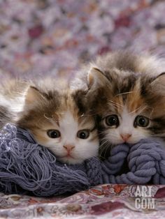 two kittens are laying on a blanket together