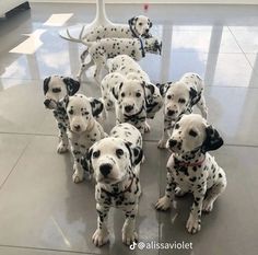 a group of dalmatian puppies sitting on the floor