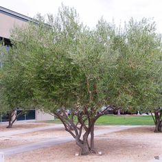 an olive tree in front of a building