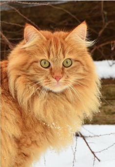 an orange cat with green eyes standing in the snow