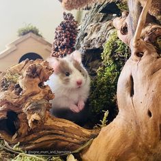 a hamster sitting on top of a pile of wood next to a tree stump