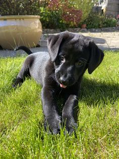 a black puppy is laying in the grass