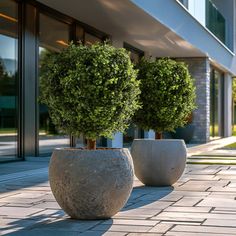 two potted plants sitting on the side of a building next to each other in front of a glass door